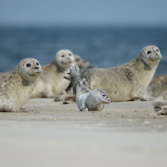 Ballum Camping seals - Vodatent - Ballum Camping - Ballum, Tonder, Denmark