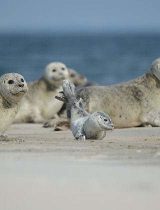 Sellos del Camping Ballum - Vodatent - Camping Ballum - Ballum, Tonder, Dinamarca