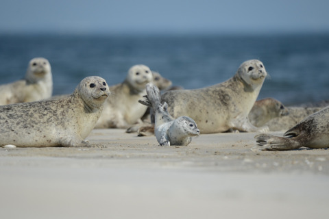 Kegelrobben ruhen am Strand bei Ballum Camping im Süden Dänemarks, mit Meer im Hintergrund.
