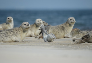 Kegelrobben ruhen am Strand bei Ballum Camping im Süden Dänemarks, mit Meer im Hintergrund.