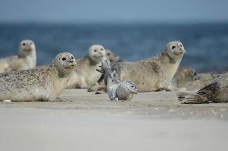 Groupe de phoques gris se reposant sur la plage à Ballum Camping, Sud du Danemark, proche de la mer.