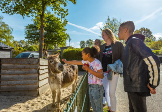 Kinderen en volwassenen aaien een ezel bij een dierenverblijf in een vakantiedomein met glamping.