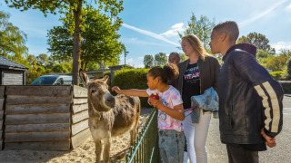 Pradera de animales - EuroParcs Molengroet - Noord-Scharwoude, Holanda Septentrional, Países Bajos