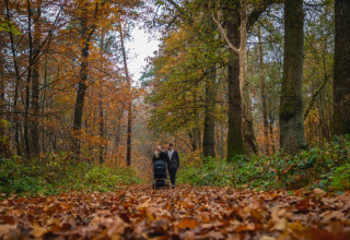 Marcher dans la forêt - EuroParcs De Hooge Veluwe - Arnhem, Gelderland, Pays-Bas