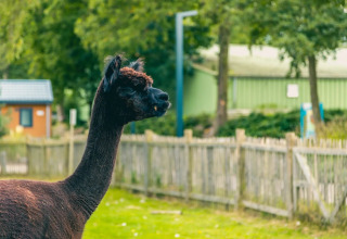 Alpaca - EuroParcs Zuiderzee - Biddinghuizen, Flevoland, Países Bajos