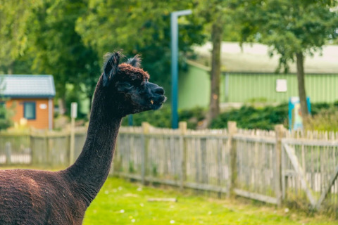 Een alpaca staat in een groene, omheinde tuin bij een vakantiepark met glamping accommodaties.