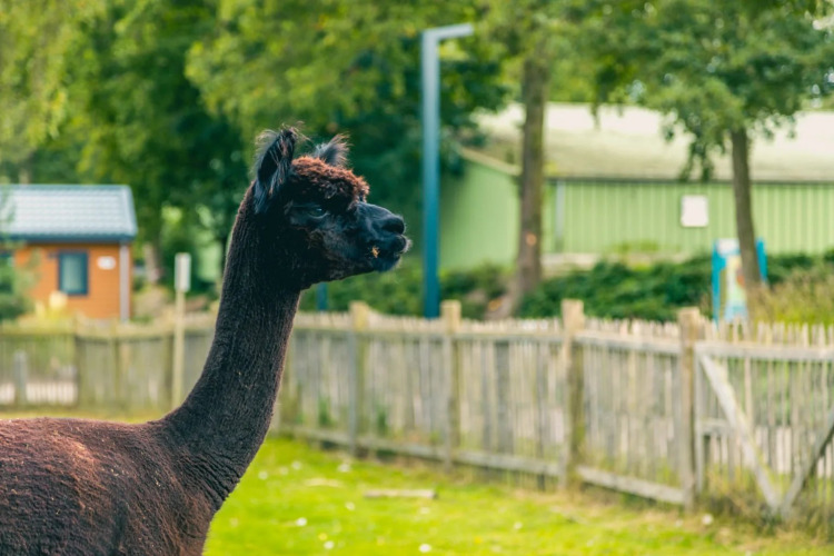 Alpaca - EuroParcs Zuiderzee - Biddinghuizen, Flevoland, Netherlands