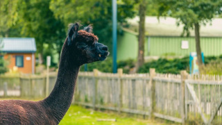 Alpaka - EuroParcs Zuiderzee - Biddinghuizen, Flevoland, Niederlande