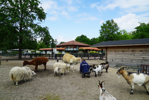 Animales en el parque - EuroParcs Limburg - Susteren, Limburgo, Países Bajos