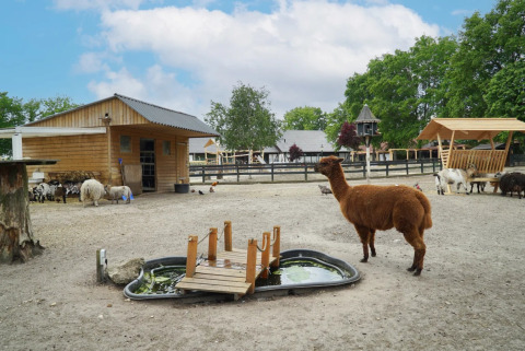 Prato degli animali - EuroParcs Limburg - Susteren, Limburgo, Paesi Bassi