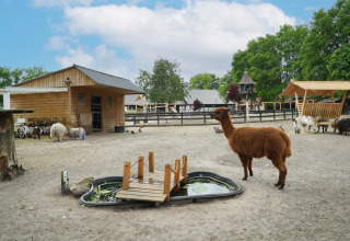 Prato degli animali - EuroParcs Limburg - Susteren, Limburgo, Paesi Bassi