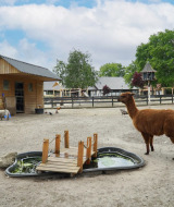Pradera de animales - EuroParcs Limburg - Susteren, Limburgo, Países Bajos