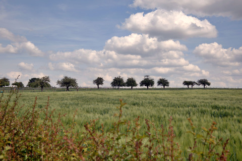 Uitgestrekt groen veld met bomenrij, een caravan op de achtergrond en wolkenlucht op Camping La Dolce Vita in Limburg, Nederland.