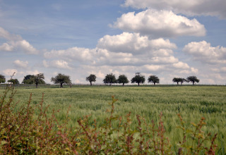 Uitgestrekt groen veld met bomenrij, een caravan op de achtergrond en wolkenlucht op Camping La Dolce Vita in Limburg, Nederland.