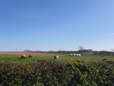 Pastures nearby - Camping La Dolce Vita - Vodatent - Ransdal, Limburg, Netherlands