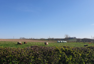 Pastures nearby - Camping La Dolce Vita - Vodatent - Ransdal, Limburg, Netherlands