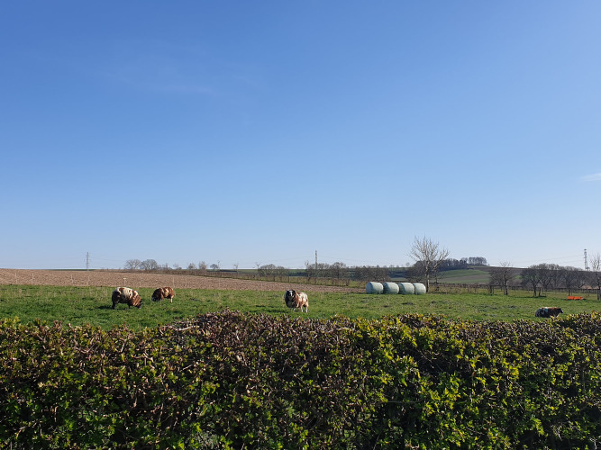 Weilanden in de omgeving - Camping La Dolce Vita - Vodatent - Ransdal, Limburg, Nederland