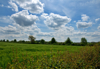 Green surroundings - Camping La Dolce Vita - Vodatent - Ransdal, Limburg, Netherlands