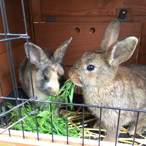 Twee konijntjes knabbelen aan verse groentjes in hun hok bij Camping Pasveer, vakantiepark Friesland, Nederland.