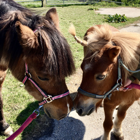 Two ponies stand close together at Camping Pasveer, a holiday park in Friesland, Netherlands, in sunlight.
