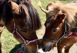 Two ponies stand close together at Camping Pasveer, a holiday park in Friesland, Netherlands, in sunlight.