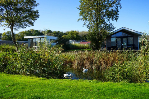 Gezellig vakantiepark met moderne glampinghuisjes aan het water, met zwanen en groene natuur.