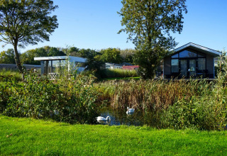 Gezellig vakantiepark met moderne glampinghuisjes aan het water, met zwanen en groene natuur.