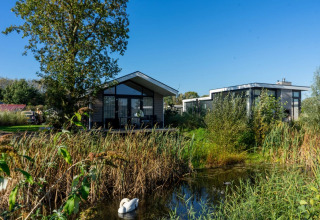 Glamping-accommodaties in een vakantiepark met moderne huisjes, water, riet en een mooie zwanenvijver.