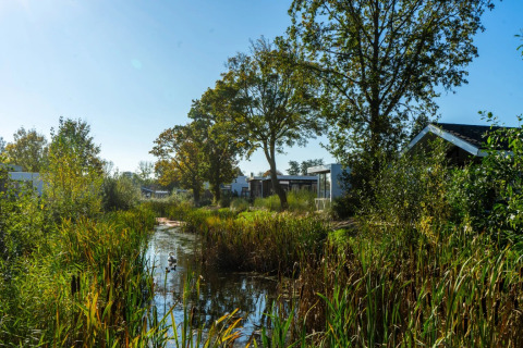 Natuurrijk vakantiepark met glamping, moderne huisjes, vijver, riet en bomen in het zonlicht.