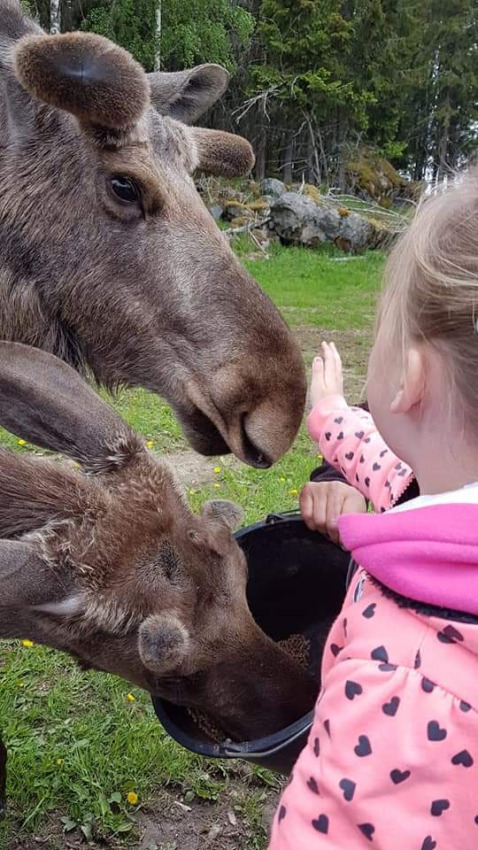 A child in a pink jacket feeds moose from a bucket at Camping Falkudden in Dalarna, Sweden, with greenery behind.