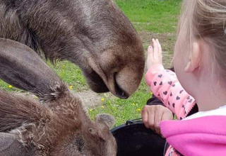 A child in a pink jacket feeds moose from a bucket at Camping Falkudden in Dalarna, Sweden, with greenery behind.