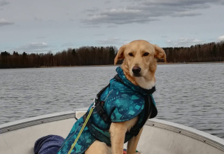 A dog wearing a blue jacket sits in a boat on a lake at Camping Falkudden, Dalarna, Sweden.