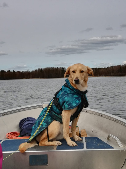 A dog wearing a blue jacket sits in a boat on a lake at Camping Falkudden, Dalarna, Sweden.