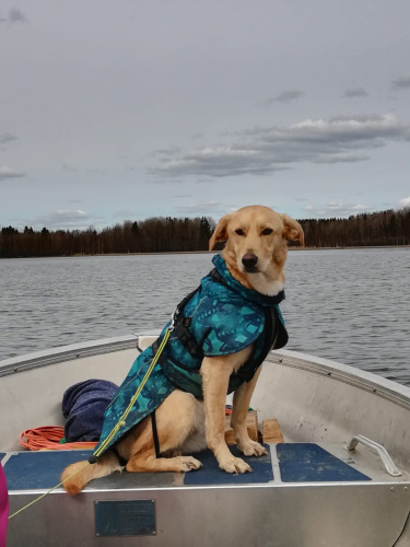 Un chien en veste bleue est assis dans un bateau sur un lac au Camping Falkudden, Dalarna, Suède.