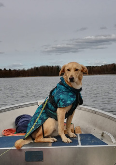 A dog wearing a blue jacket sits in a boat on a lake at Camping Falkudden, Dalarna, Sweden.