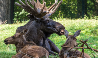 Un alce de grandes astas descansa en el césped junto a dos crías en un bosque cerca de By Kyrkby, Dalarna.