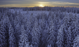 A forest landscape with mostly spruce trees covered in snow and frost,Dalarna, Sweden