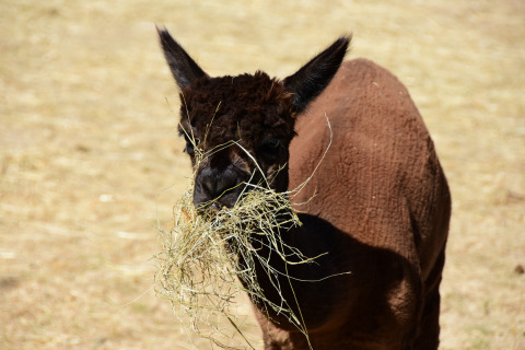 Een bruine alpaca eet hooi op Le Camp de Florence, een vakantiepark in Occitanië, Frankrijk.