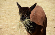 Un'alpaca marrone mangia fieno a Le Camp de Florence, un parco vacanze in Occitania, Francia.