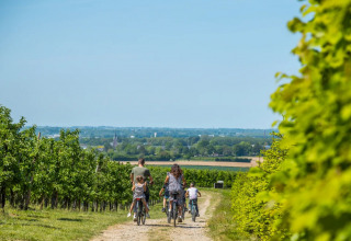 A family rides bicycles together through green vineyards on a sunny day at a glamping holiday park.