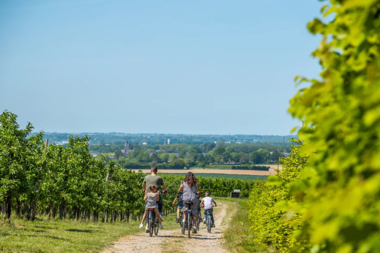 Eine Familie radelt gemeinsam durch grüne Weinberge an einem sonnigen Tag in einem Glamping-Ferienpark.