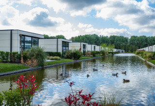 Moderne glampinghuisjes bij een vijver met eenden en weelderig groen in een vakantiepark onder een wolkenlucht.