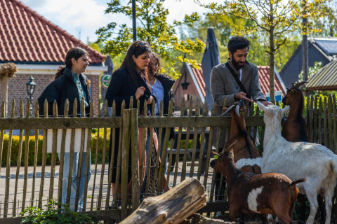 Cuatro personas alimentan cabras tras una valla en un parque vacacional con alojamientos glamping.