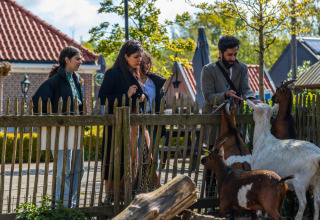 Vier mensen voeren geiten achter een hek in een vakantiepark met glampingverblijven en rode daken.