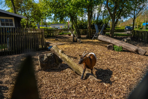 A holiday park glamping area with a goat in a pen, wooden logs, and trees under a clear blue sky.