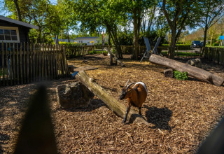 Et glampingområde i en feriepark med en ged i en indhegning, træstammer og grønne træer i baggrunden.