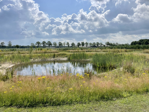 Stagno circondato da fiori selvatici e canne al Camping de Heerlijkheid Vorenseinde, Paesi Bassi.