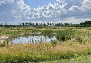 Stagno circondato da fiori selvatici e canne al Camping de Heerlijkheid Vorenseinde, Paesi Bassi.