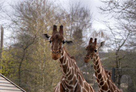 Twee giraffen in een omheind deel van een vakantiepark dat glamping accommodaties aanbiedt.