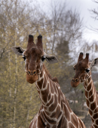 Dos jirafas en un área vallada de un parque vacacional que ofrece alojamiento glamping.